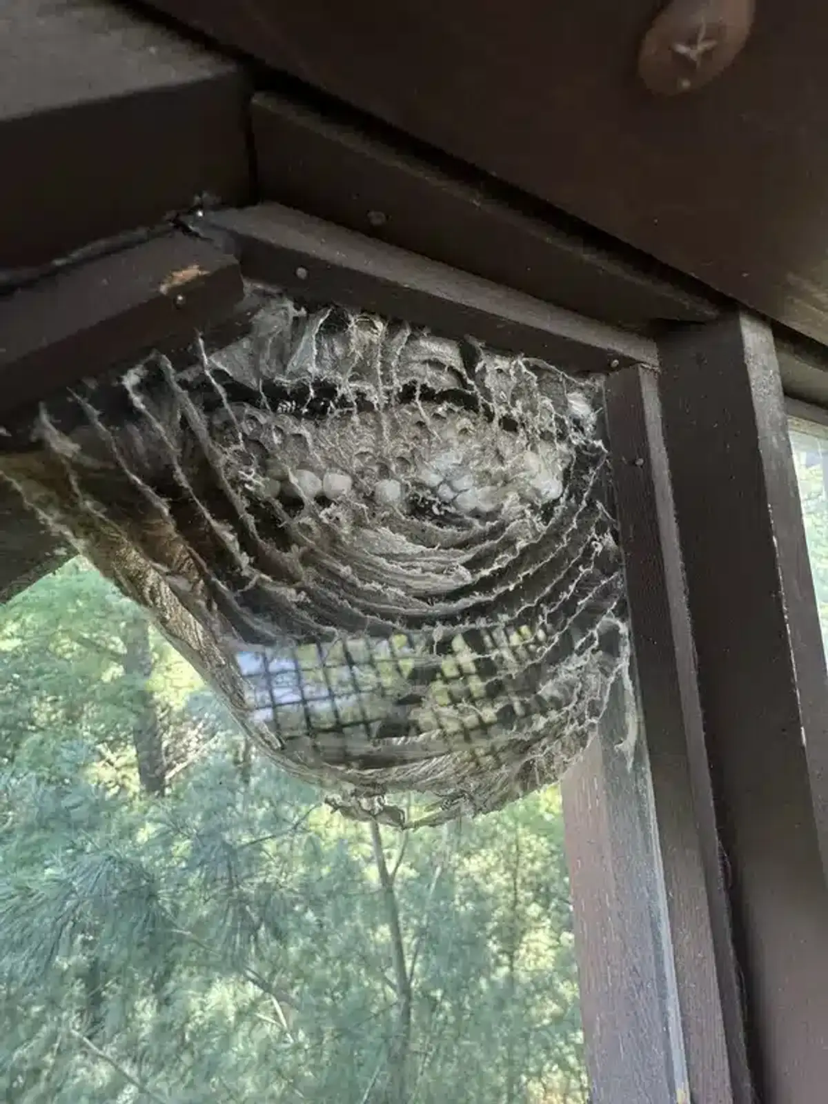 Hornet nest constructed under house eave