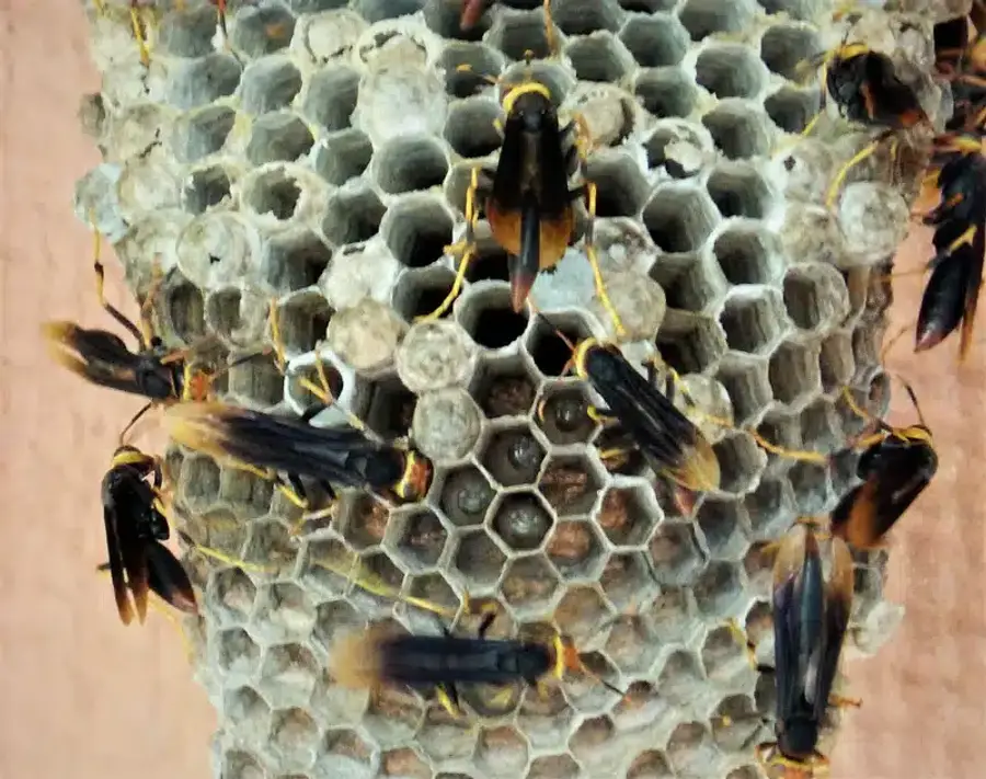 Hornet nest with several hornets