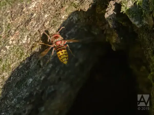 European Hornet Nest: What They Look Like & Treatment