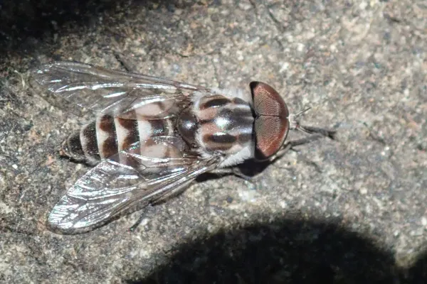 Close-up top view of a horse fly showing distinctive wing pattern and large compound eyes