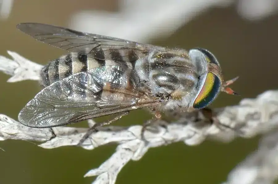 Horse fly on branch showing large body and iridescent eyes