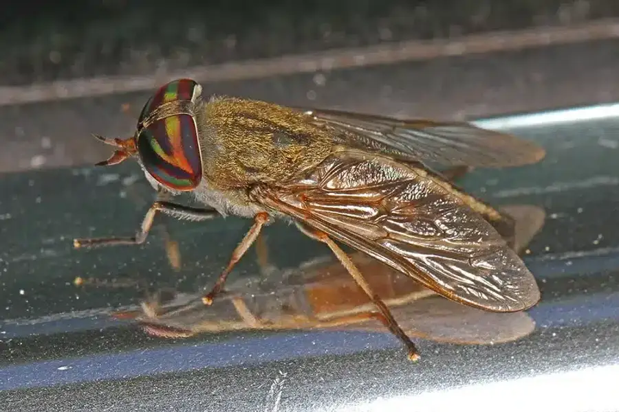 Horse fly on a reflective surface