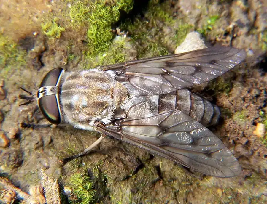 Horse fly resting on soil