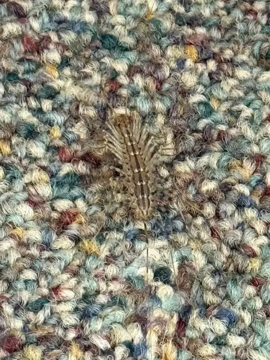 House centipede blending into carpet pattern