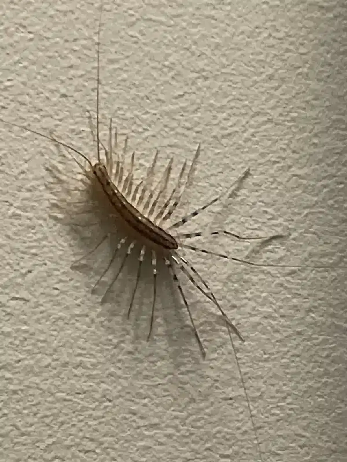House centipede on a wall showing its long banded legs