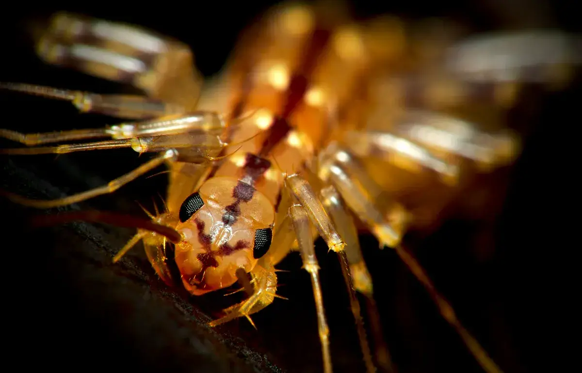 Extreme close-up of house centipede head showing compound eyes