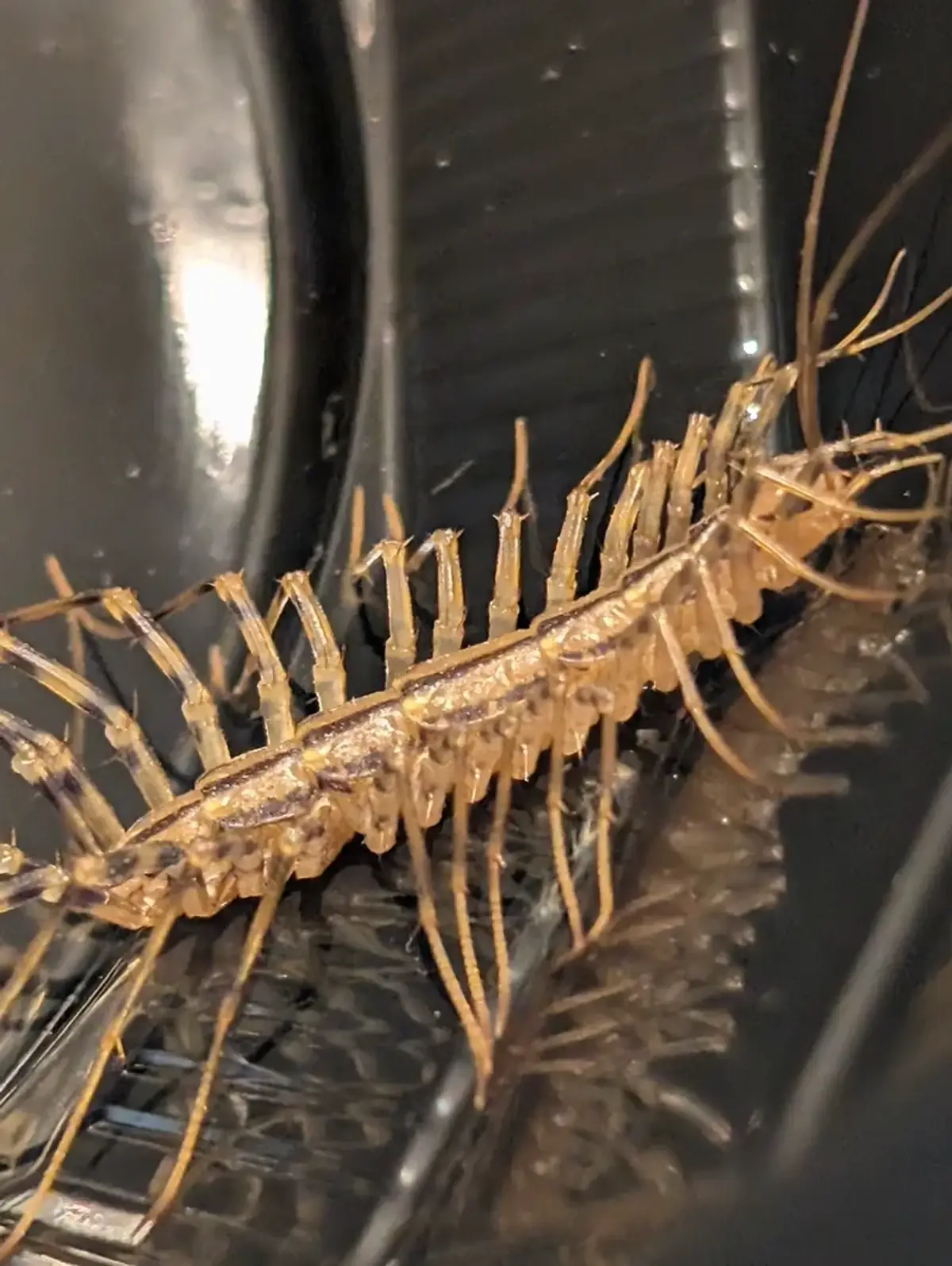 Close-up of house centipede showing its long legs and antennae