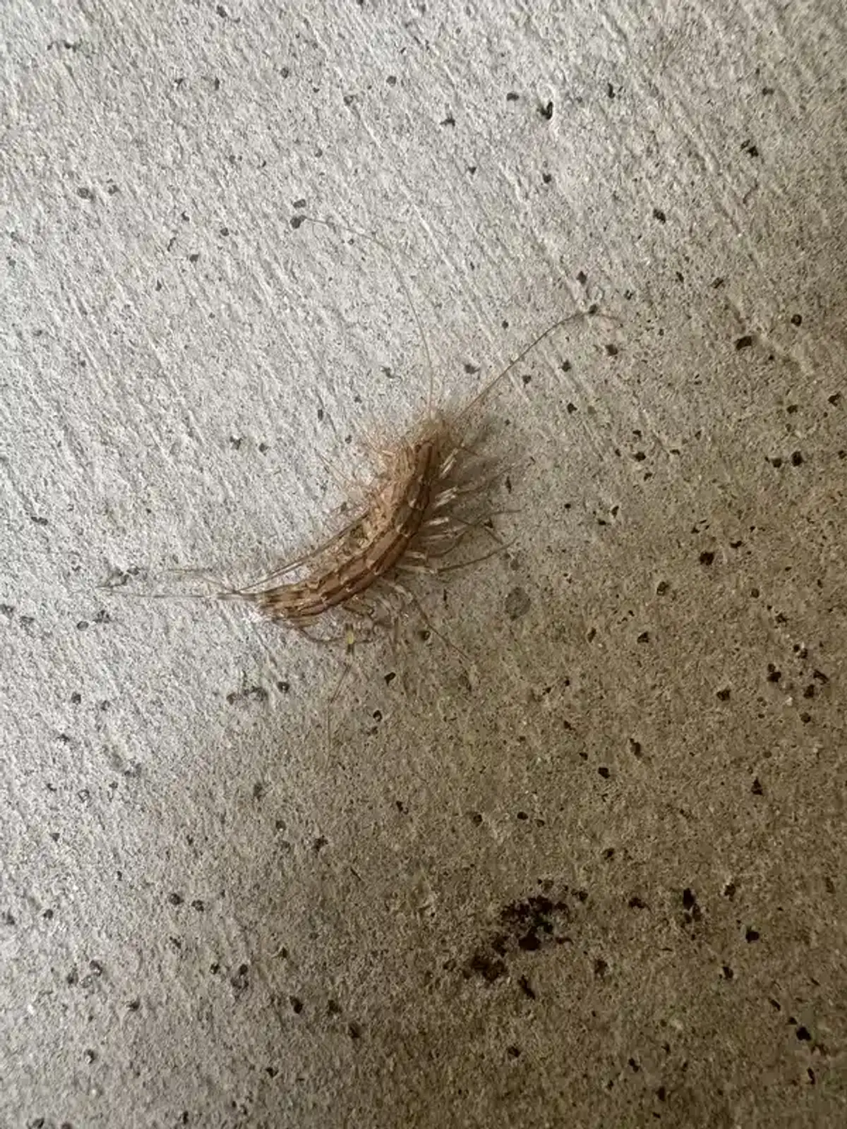 House centipede on concrete surface showing speed-ready posture
