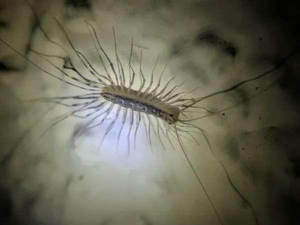House centipede with characteristic long banded legs viewed from above