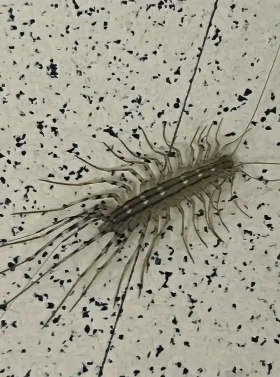 House centipede showing numerous legs and body pattern