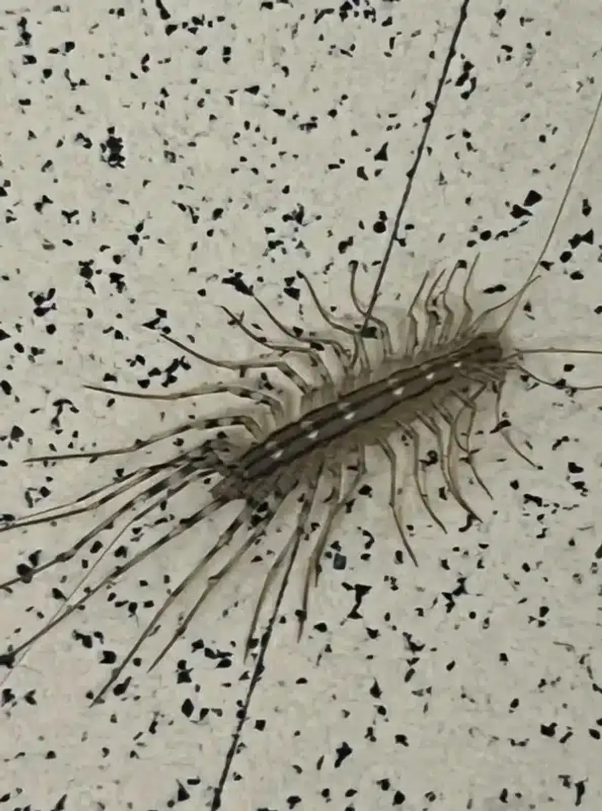 Detailed view of house centipede body and leg pattern