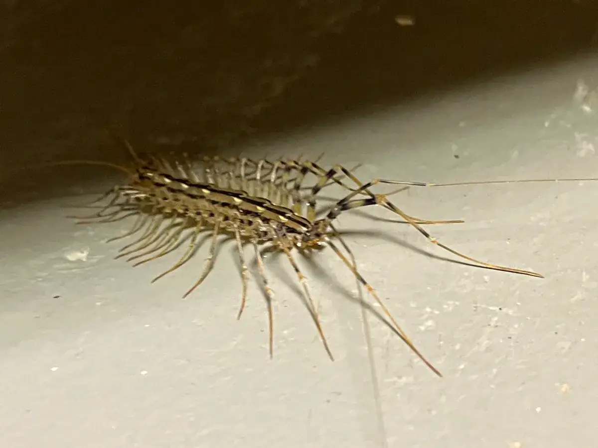 House centipede with long legs on a light surface