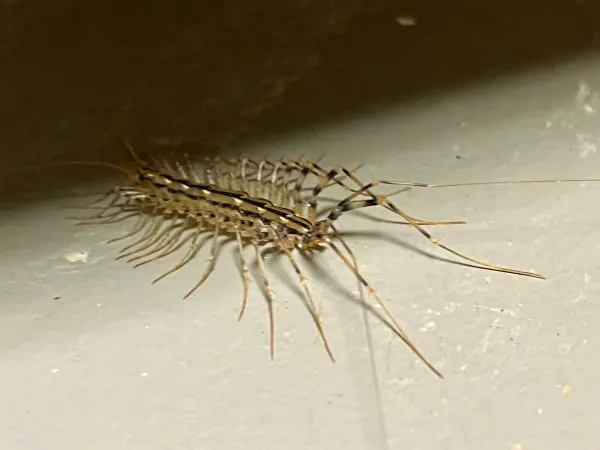 How to Get Rid of House Centipedes: A Complete Guide