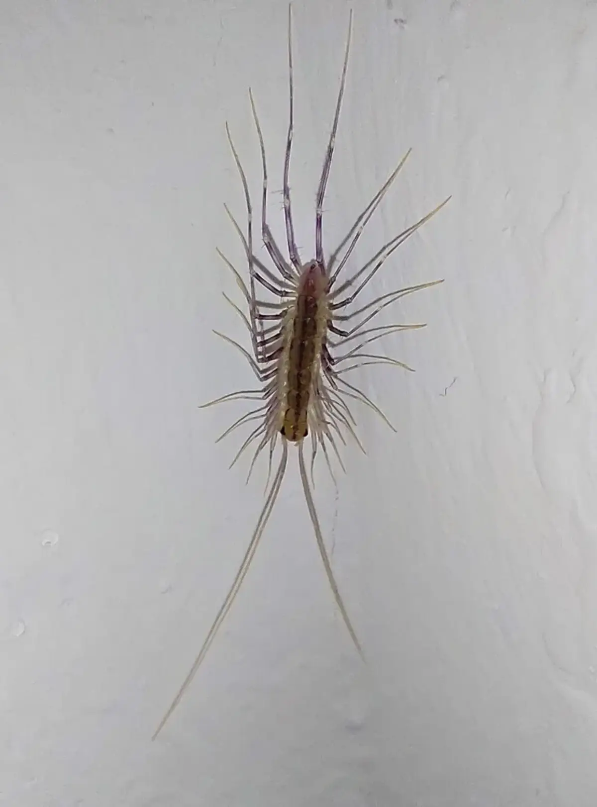 House centipede on interior wall showing distinctive long legs