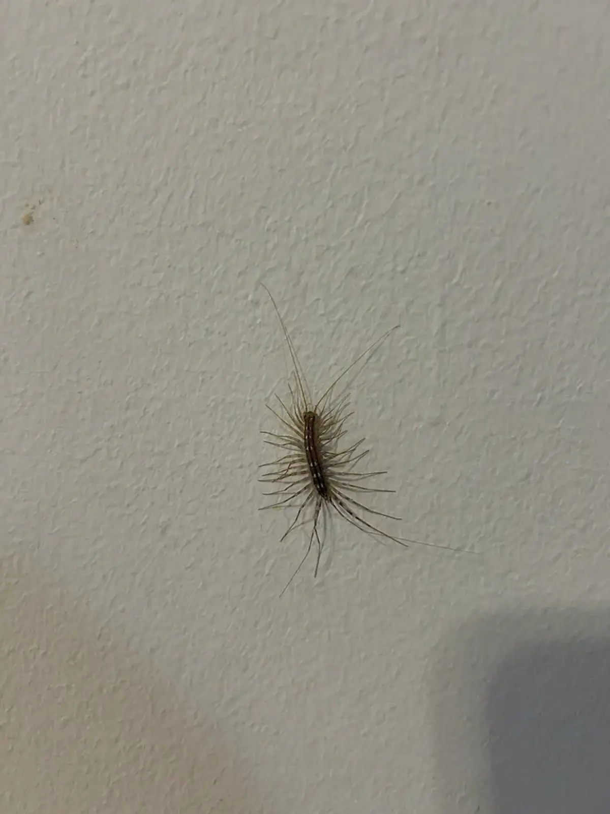 House centipede with long legs on a white wall