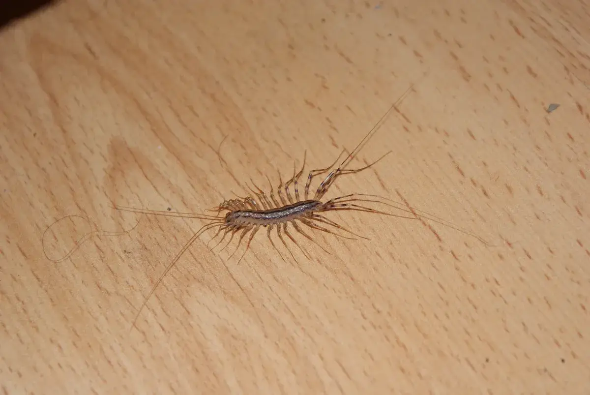 House centipede on wooden floor showing striped pattern