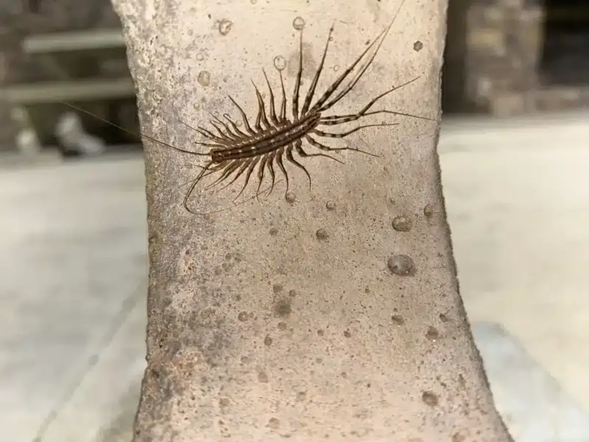 House centipede on concrete showing typical outdoor habitat