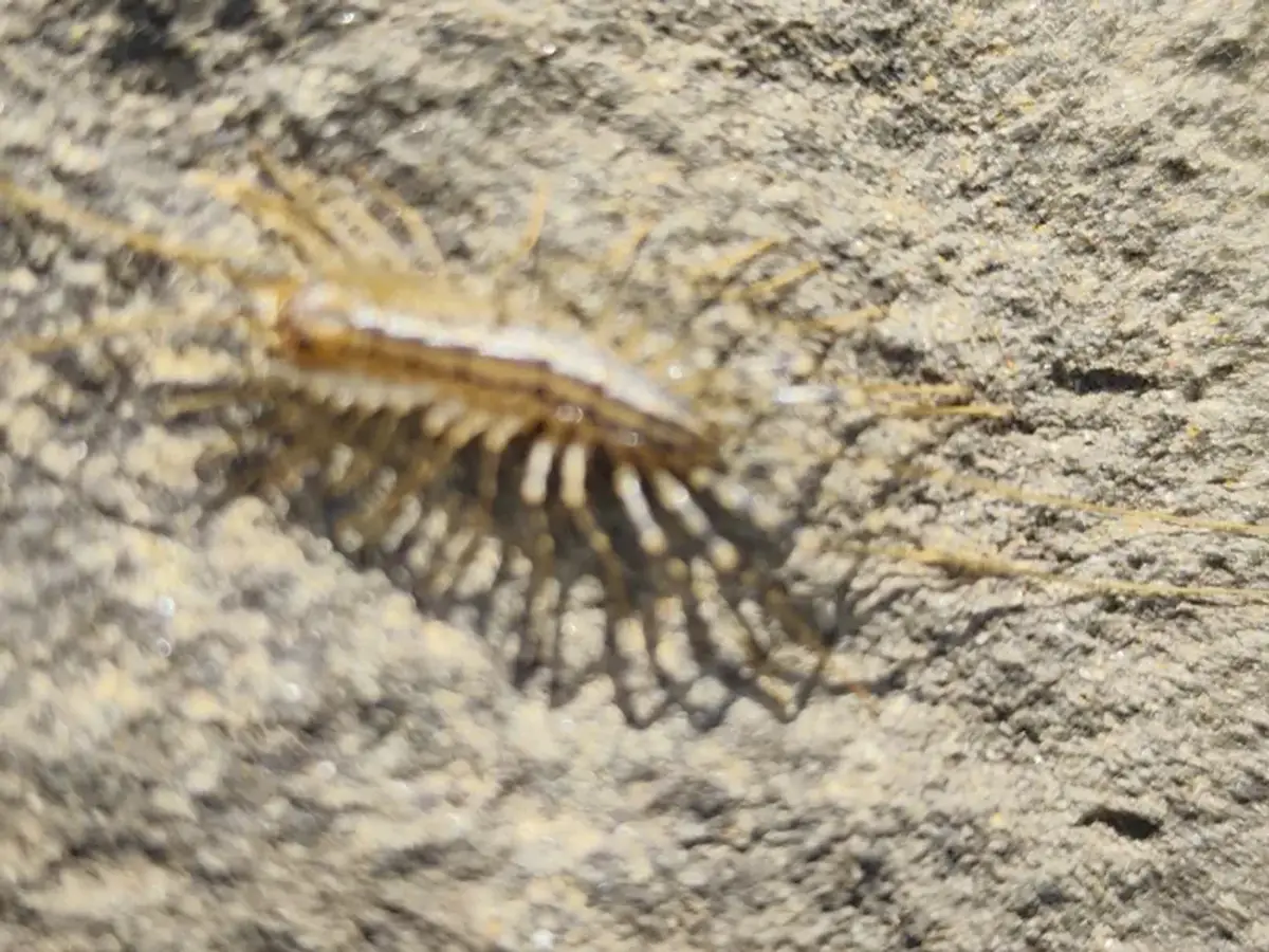 House centipede hunting outdoors