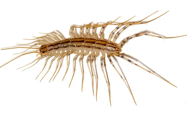 What Attracts Centipedes to Your Home (And How to Keep Them Out)