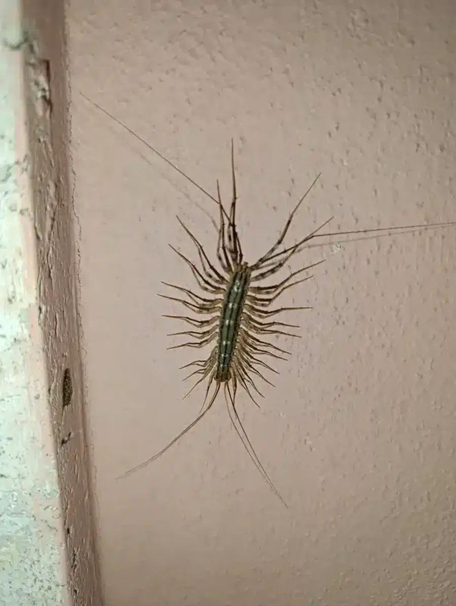 House centipede in corner showing hiding behavior
