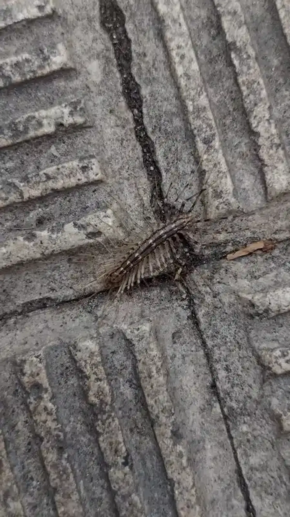 Two house centipedes together showing congregation behavior