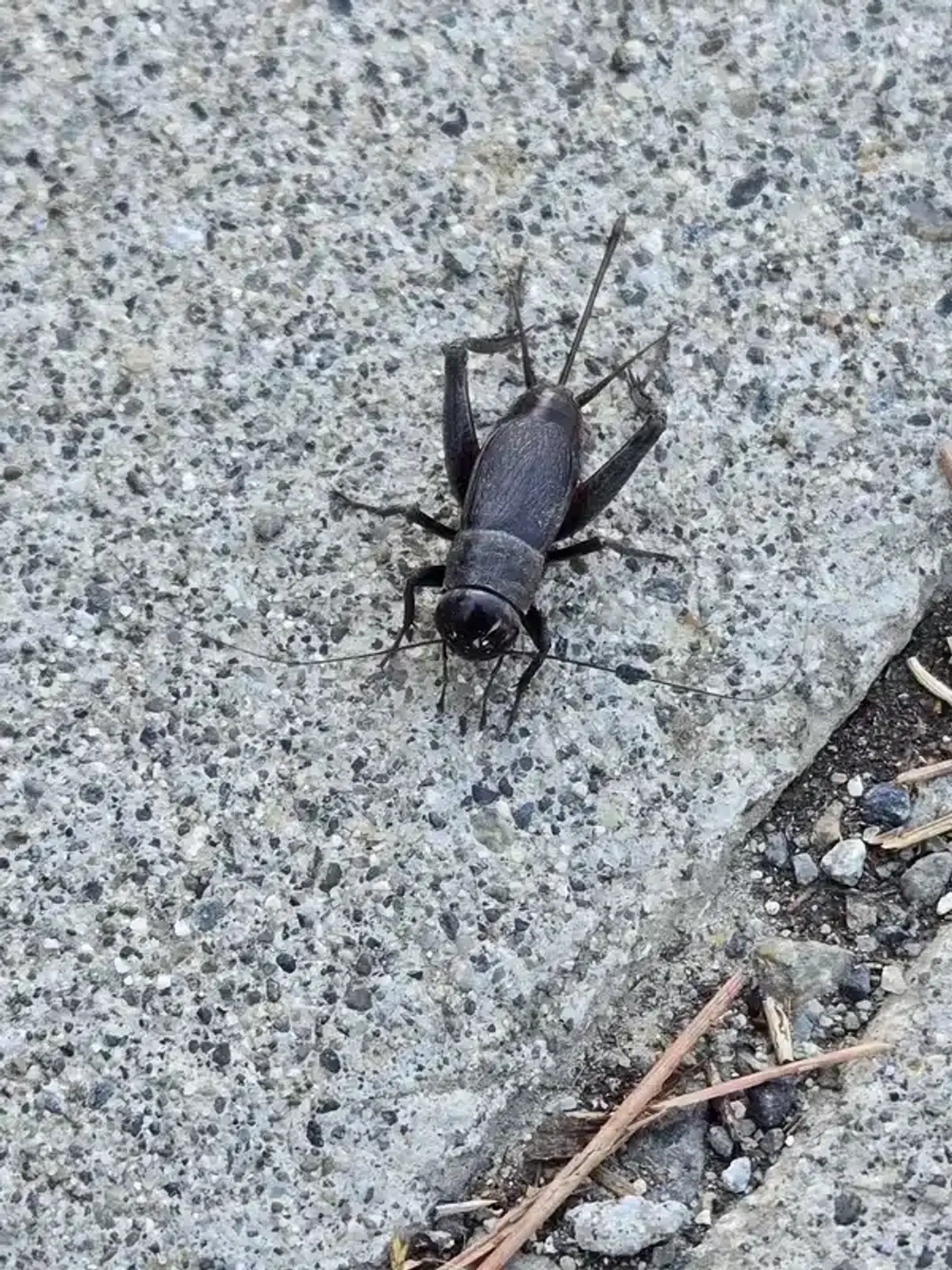 House cricket on concrete surface