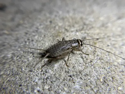 Side view of a house cricket showing its tan coloring and characteristic body shape