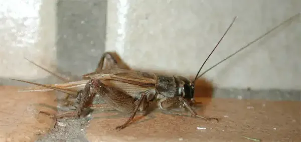Cricket Life Cycle: Identify and Control These Noisy Pests