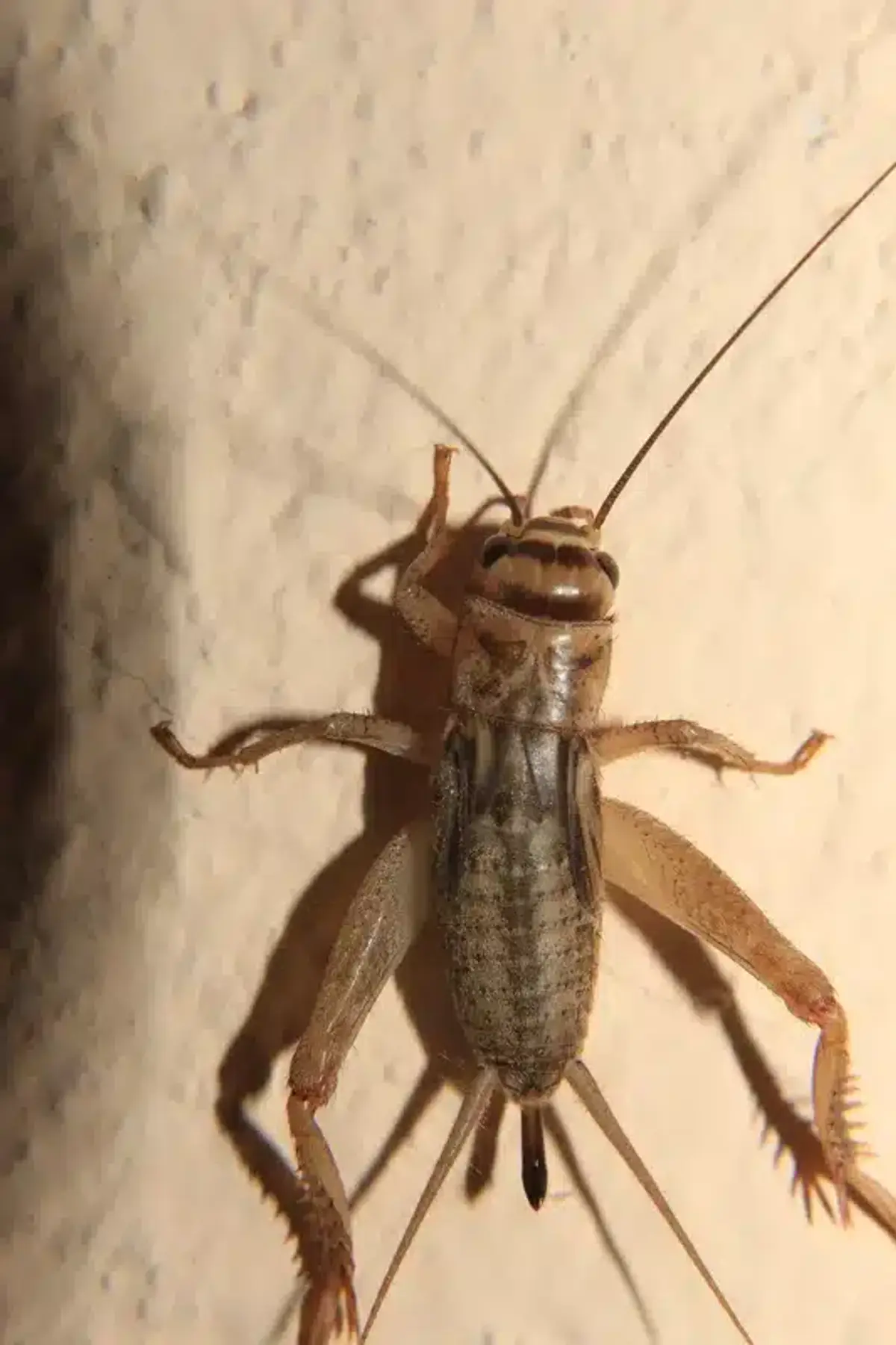 House cricket on wall surface