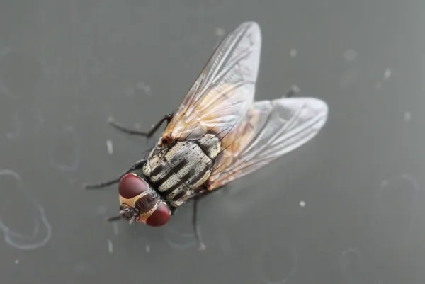 Top-down view of a house fly showing characteristic gray body and wing venation