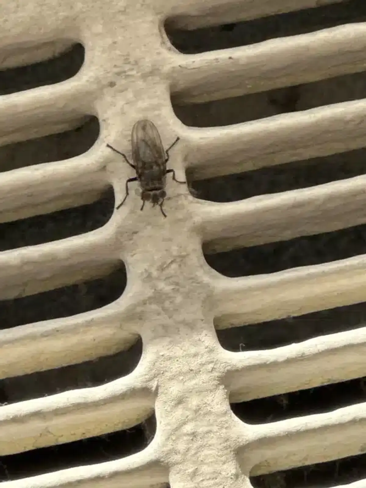 House fly perched on indoor air vent