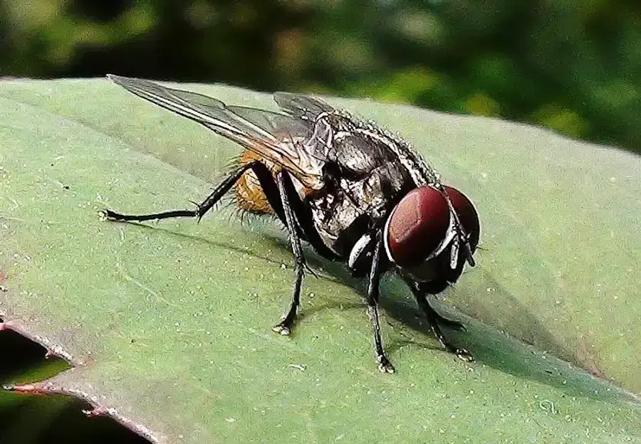 House fly on leaf showing gray body and red compound eyes