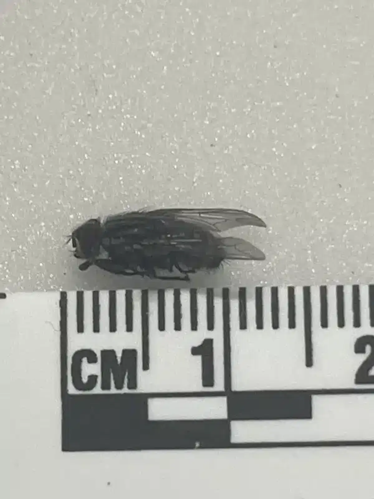 House fly next to ruler showing 1 cm size