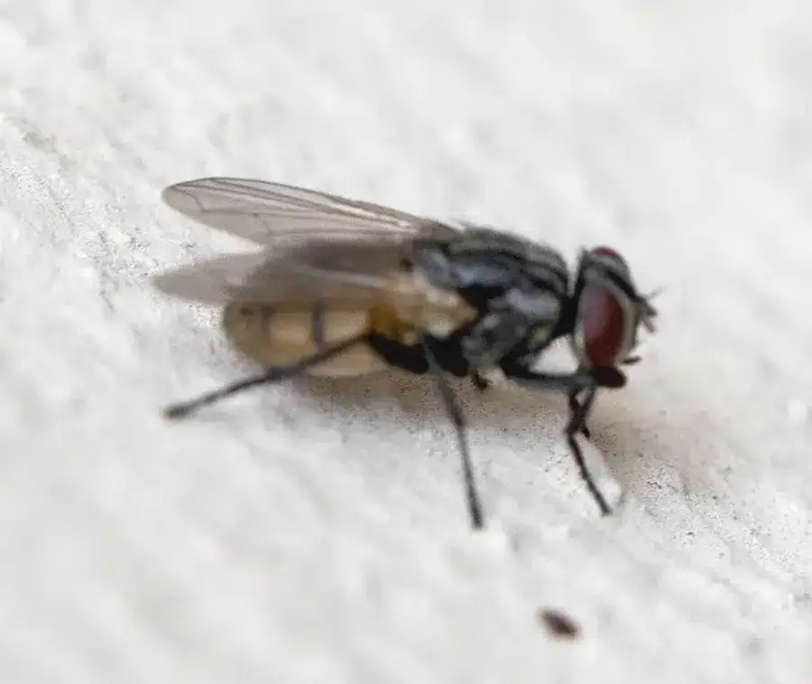 House fly showing gray body with dark stripes on thorax