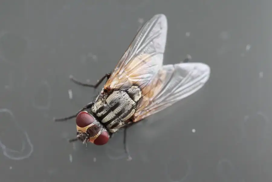 House fly from above showing gray body with black stripes on thorax