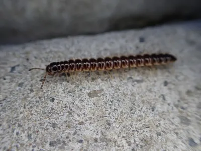 House millipede showing segmented body and multiple legs on concrete surface