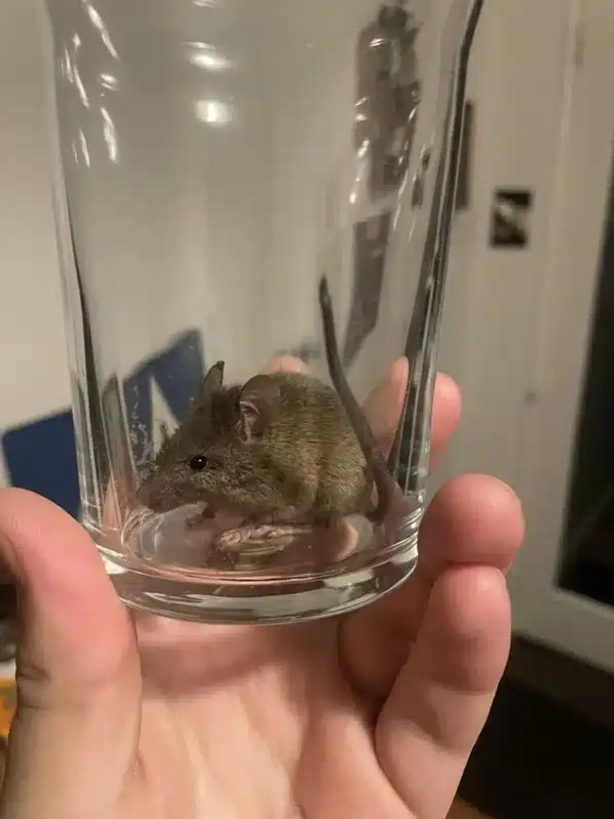 House mouse identification showing uniform gray coloring