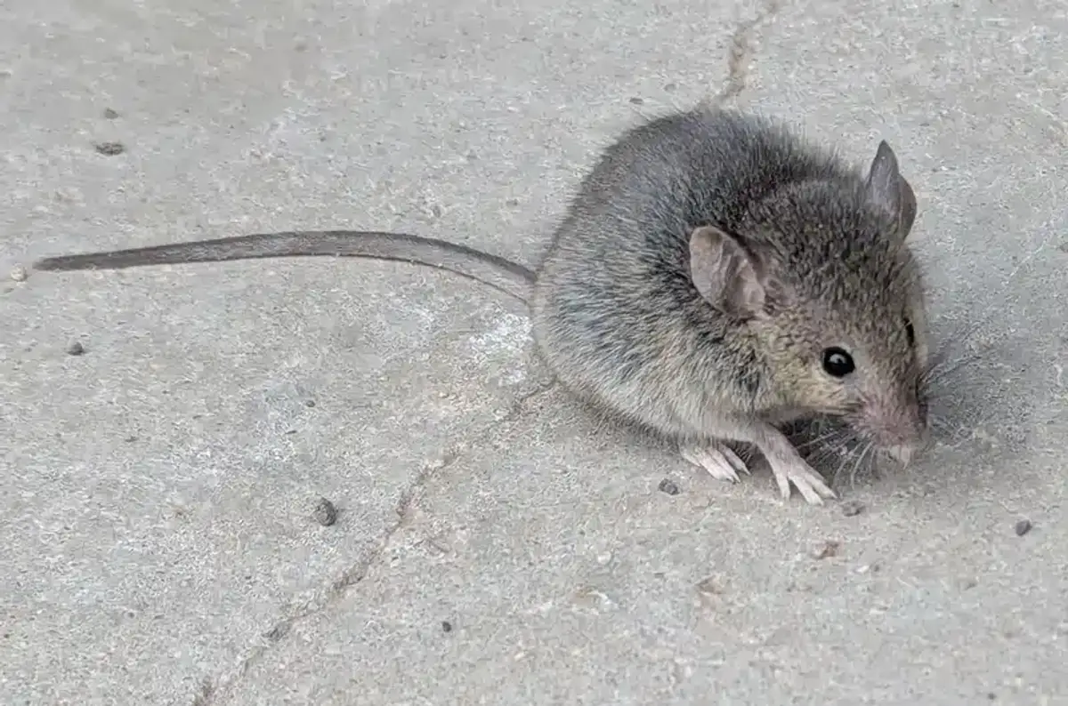 A gray house mouse moving along a hard floor near a wall