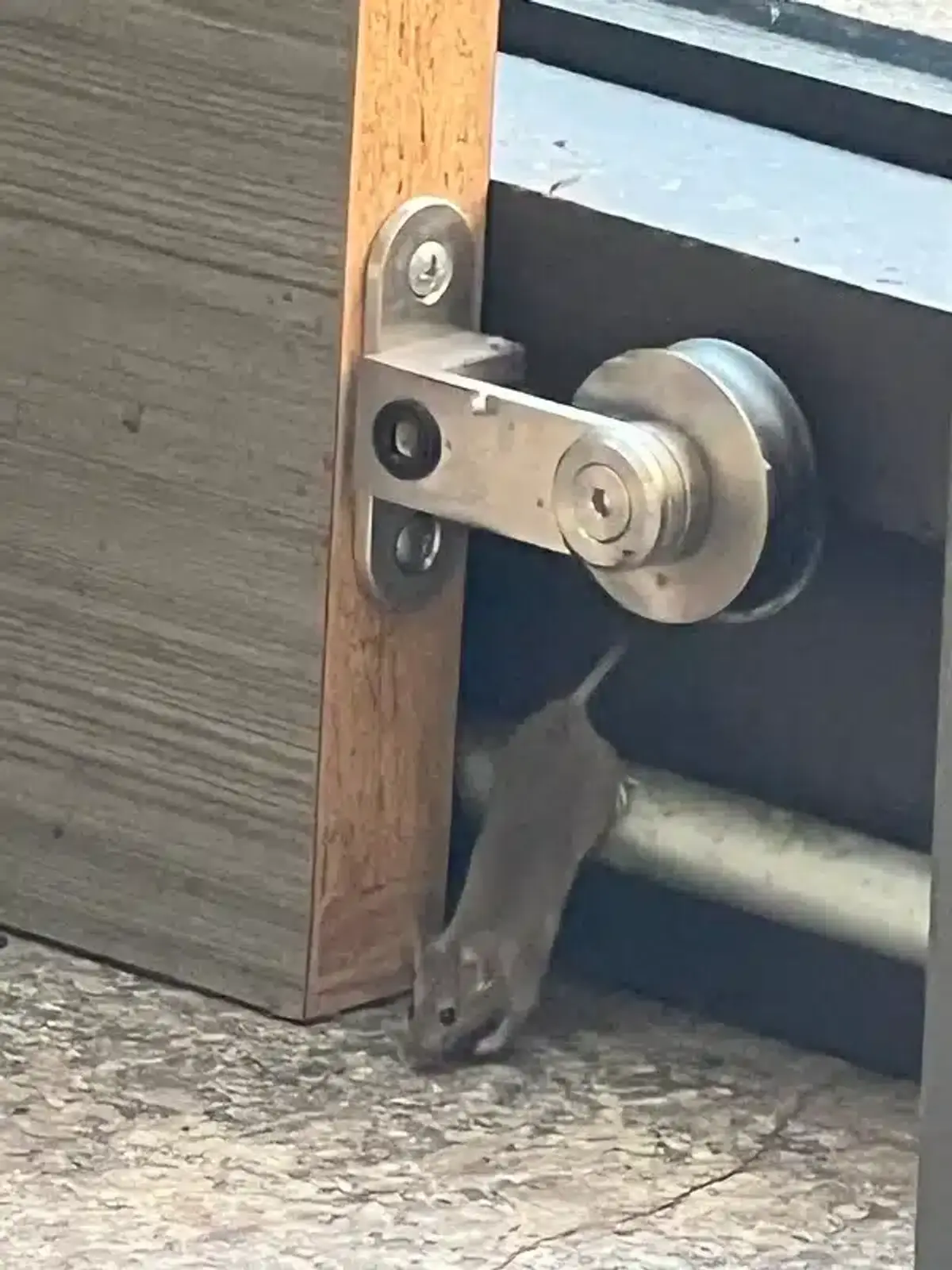Mouse squeezing under door gap