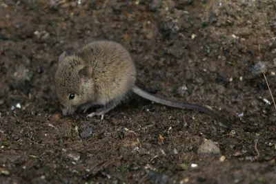 House mouse foraging on soil showing characteristic brown-gray fur and long tail