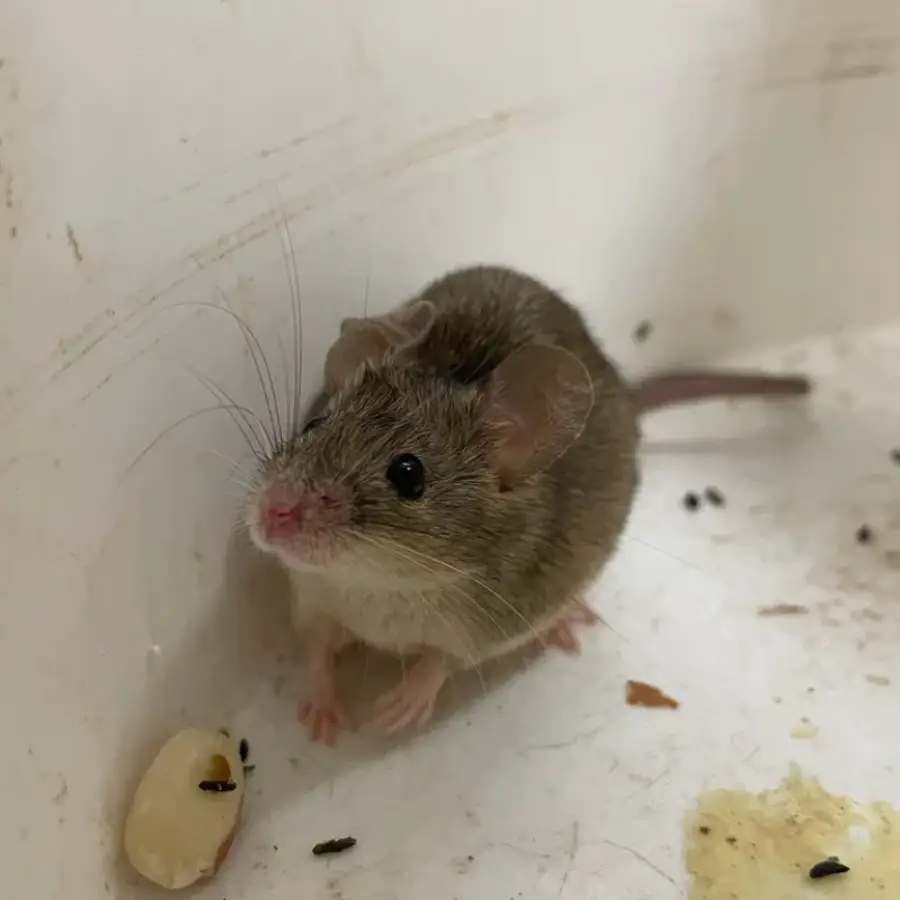 House mouse with uniform gray-brown fur and a hairless pink tail next to scattered droppings