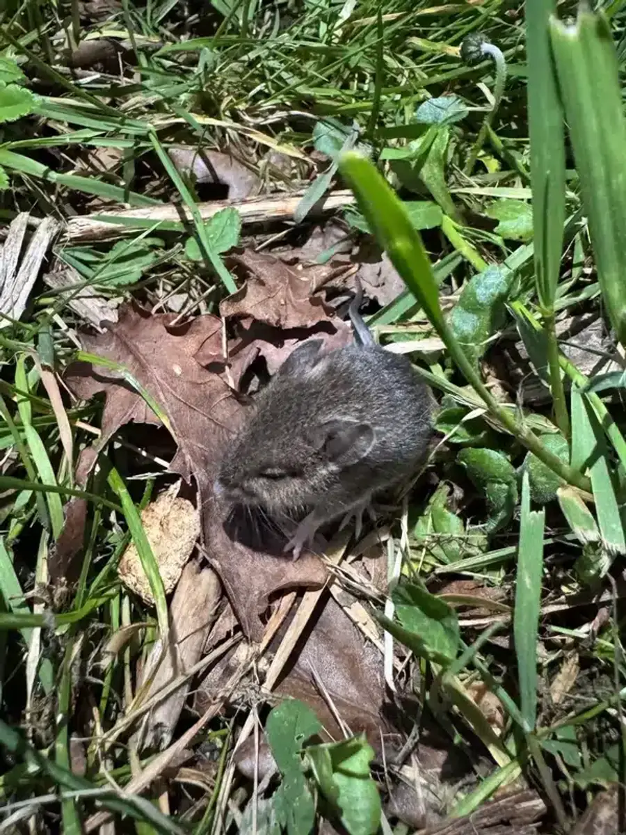 Field mouse displaying brown back and white belly contrast