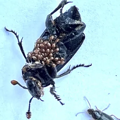 Multiple house mouse mites clustered on a beetle host showing their oval tan bodies