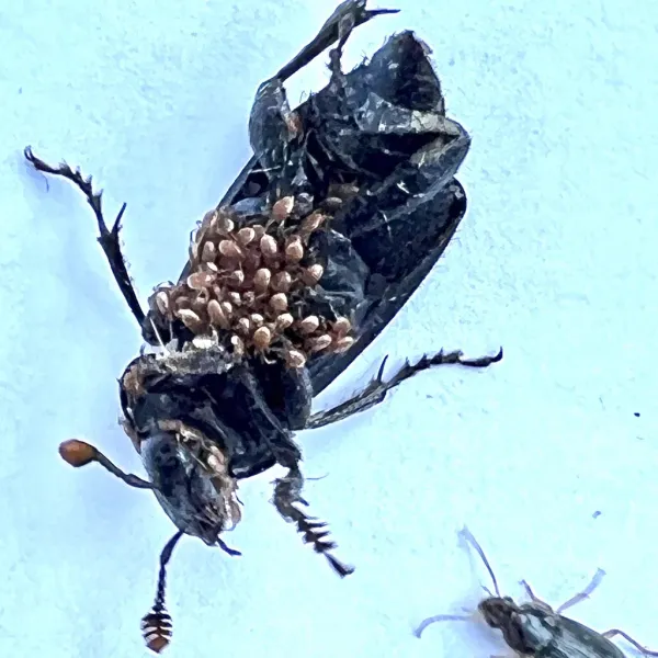 Multiple house mouse mites clustered on a beetle host showing their oval tan bodies