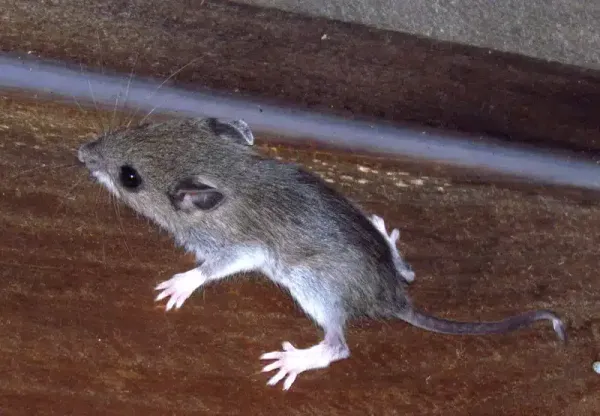 Deer Mice vs House Mice: Key Differences in Habitat & Looks