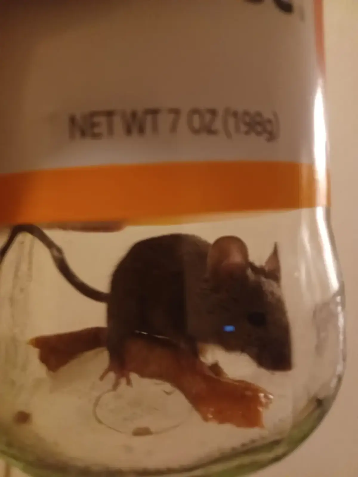 A house mouse inside a glass food jar, the kind of pantry container where mice feed and leave droppings