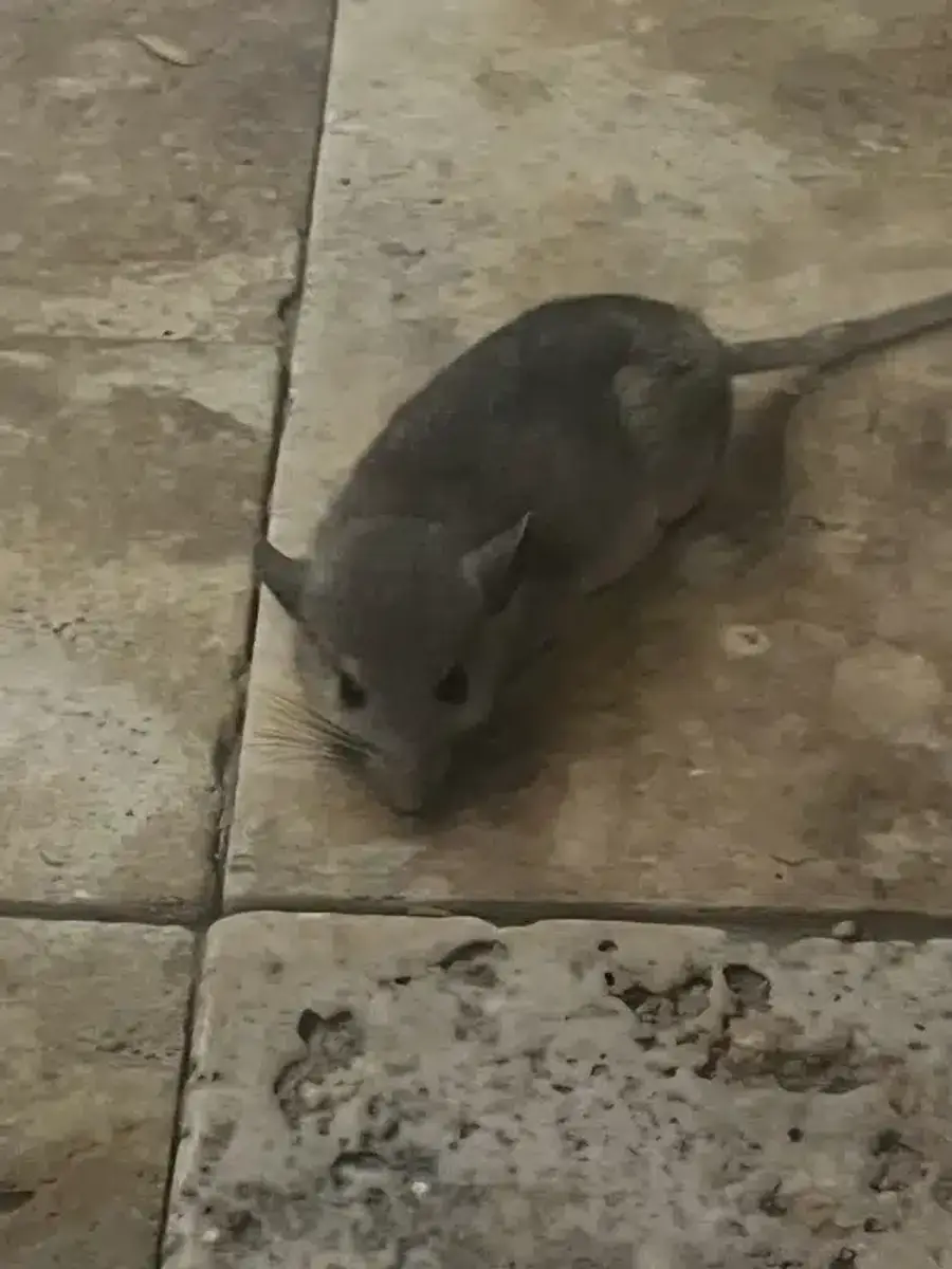 House mouse with uniform gray coloring indoors