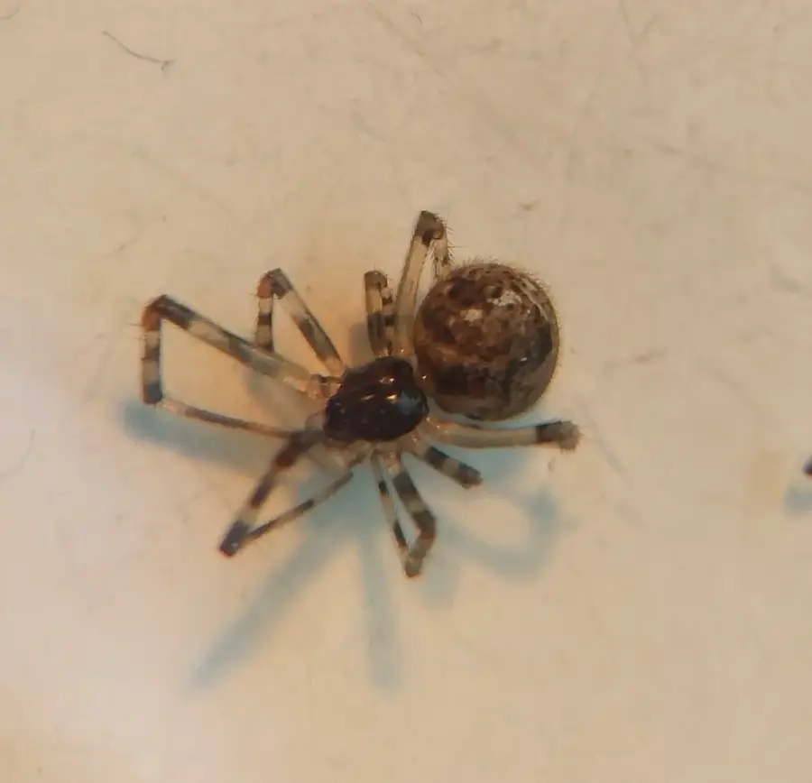 Common house spider with banded legs and a round mottled brown abdomen