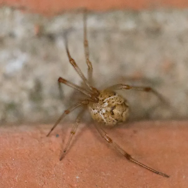 Virginia House Spiders: 7 Species You Actually Find Indoors