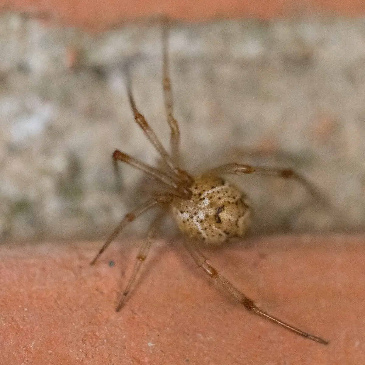 Common house spider with a round mottled tan abdomen and banded legs on a brick ledge